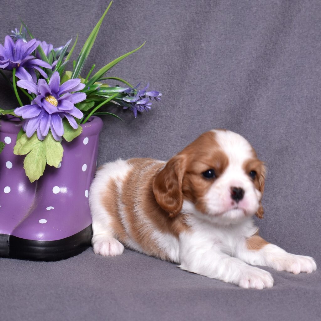 akc king charles cavalier puppies