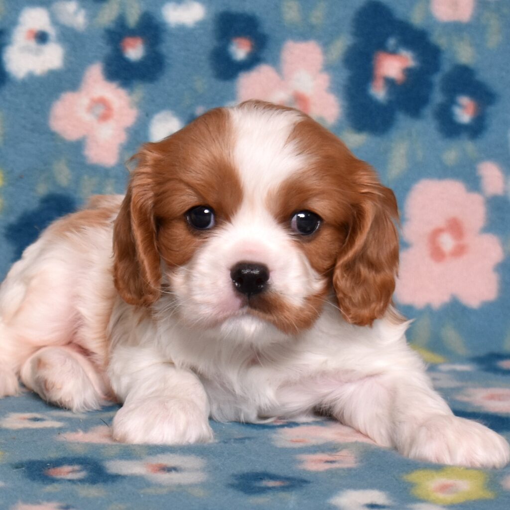 blenheim cavalier little stream puppies