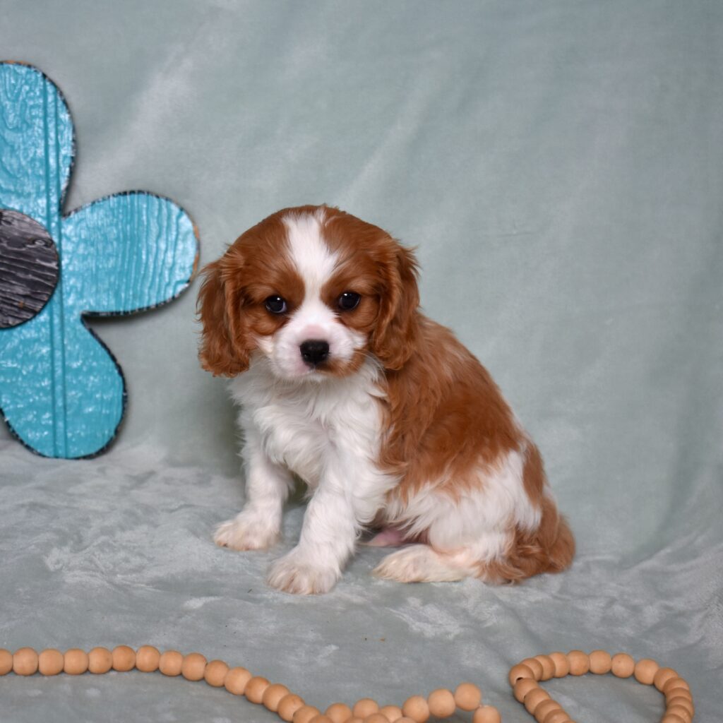 blenheim cavalier breeders