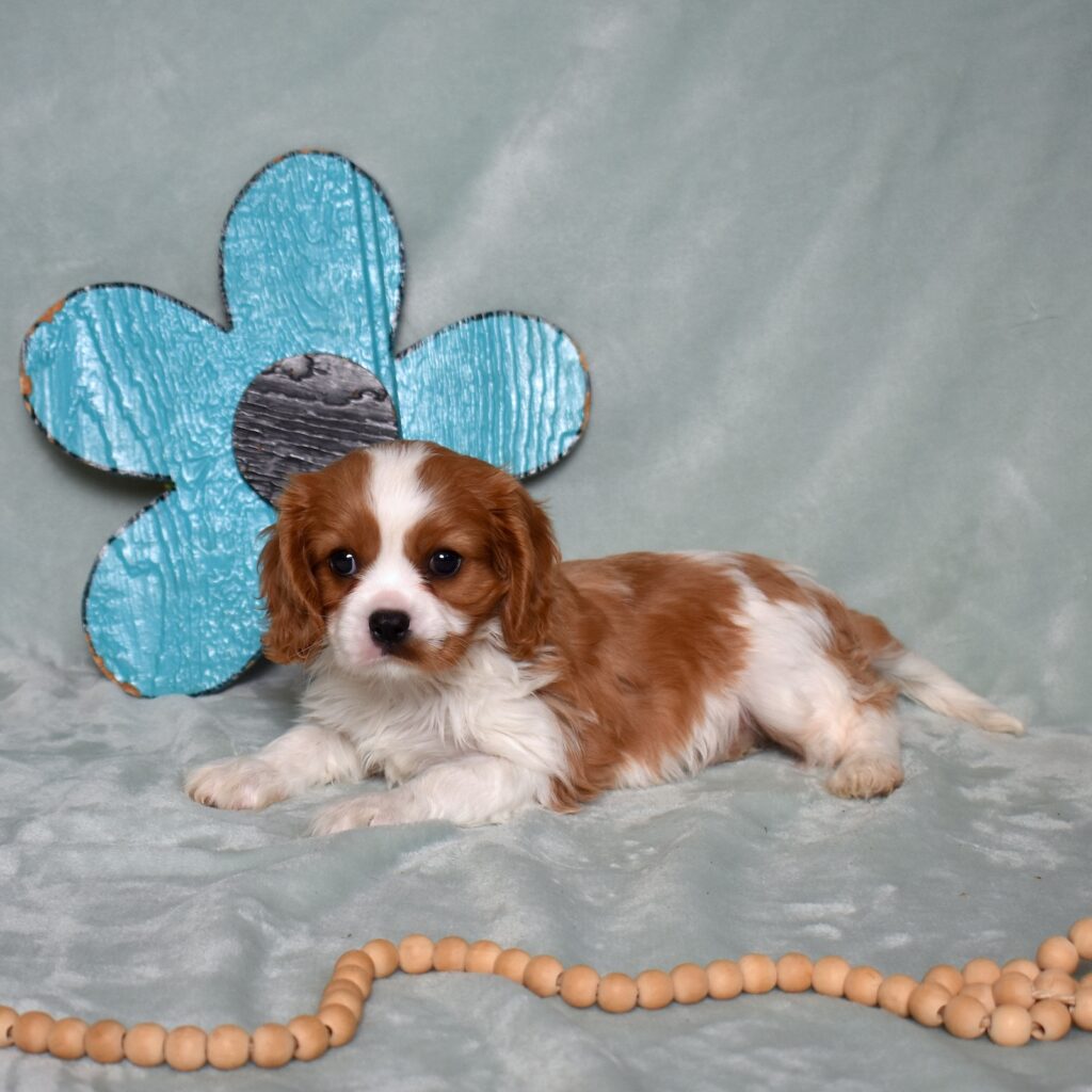 blenheim cavalier for sale