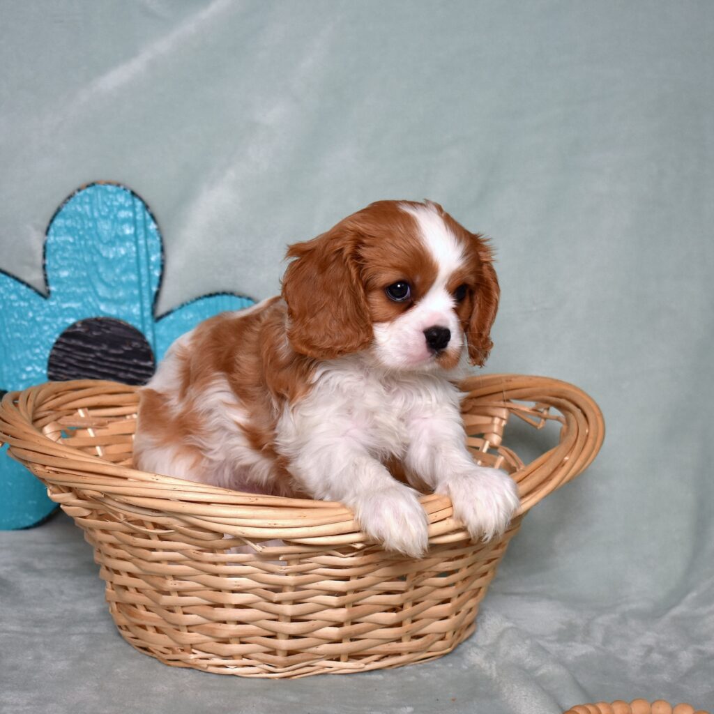 blenheim cavalier for sale near me