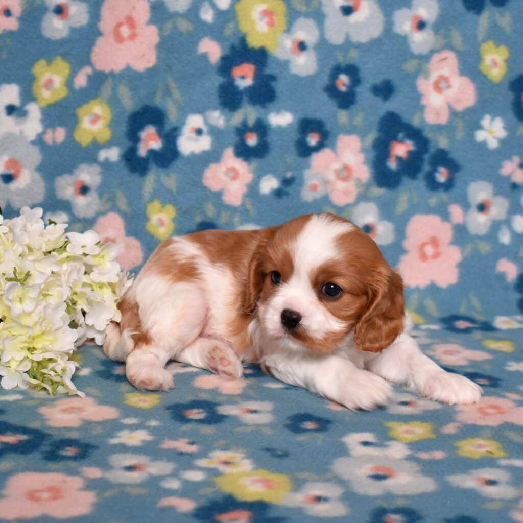 blenheim cavalier king charles
