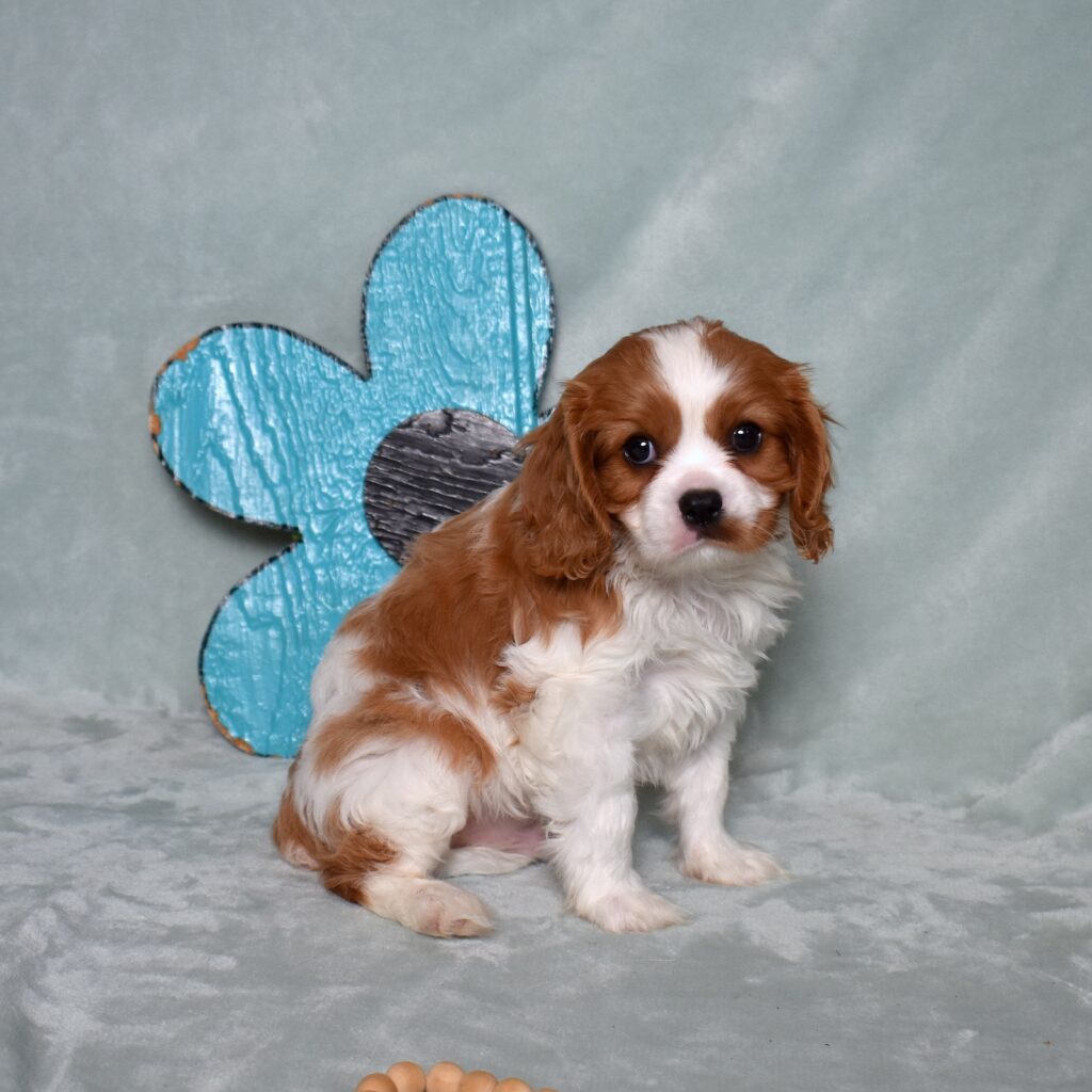 blenheim cavalier little stream puppies