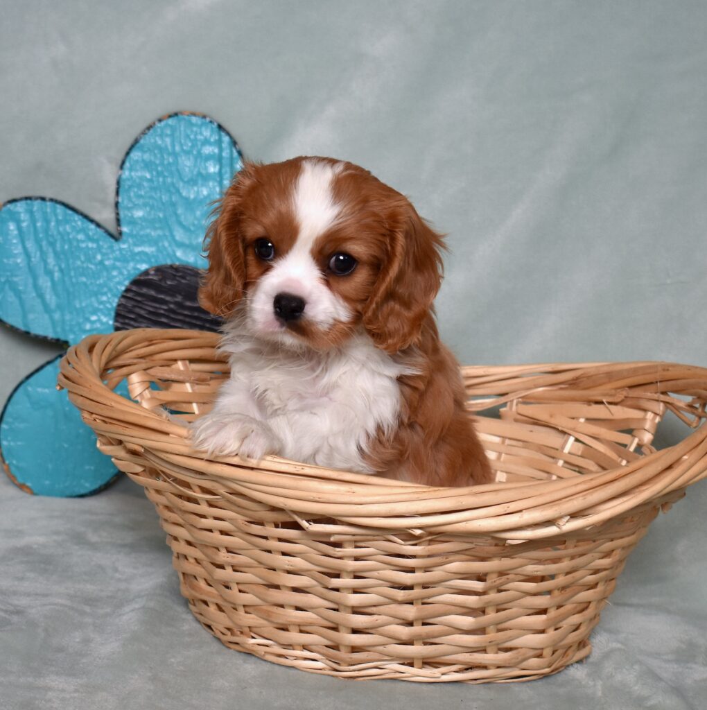 blenheim cavalier puppies