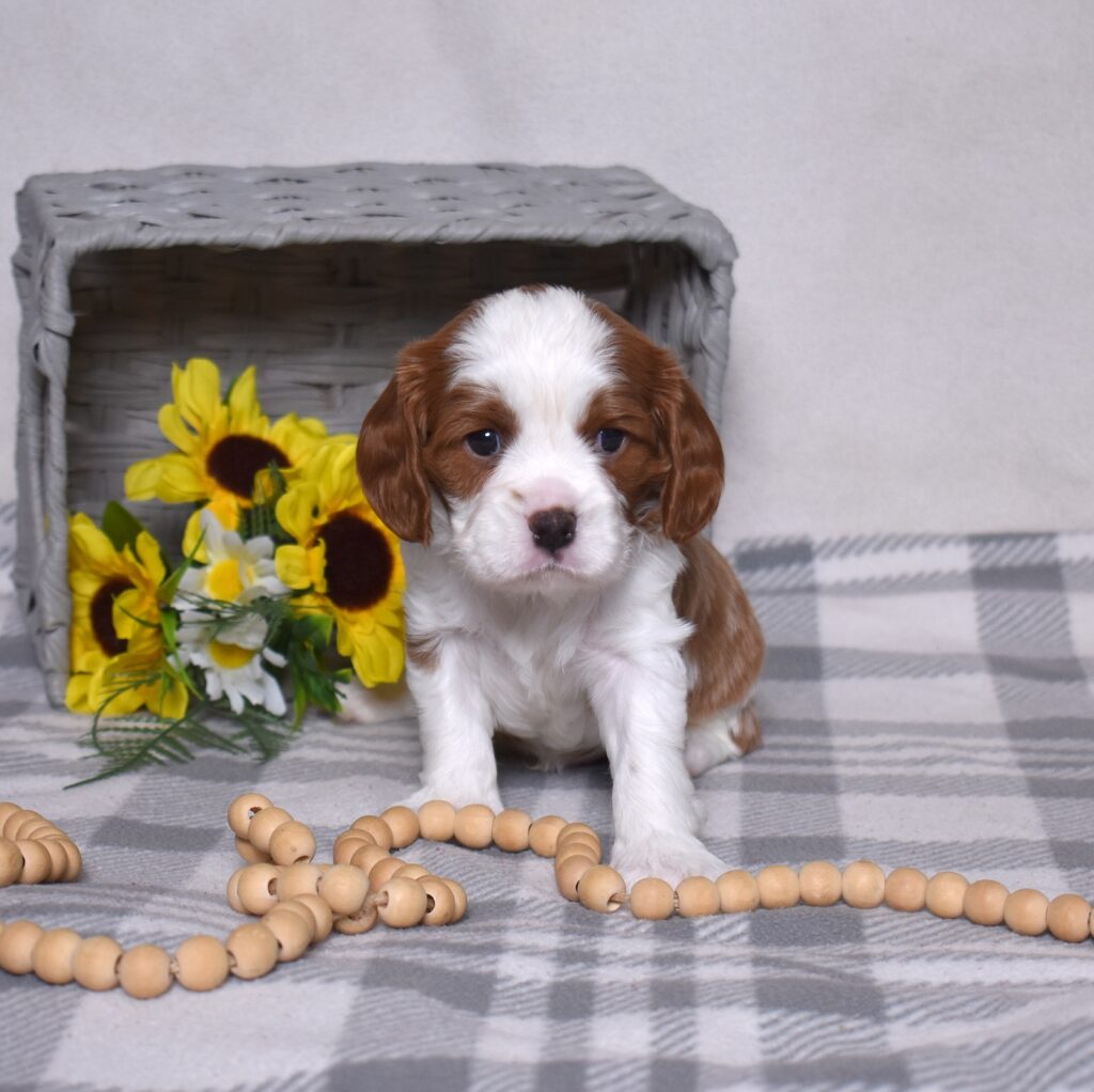 blenheim cavalier puppy pa