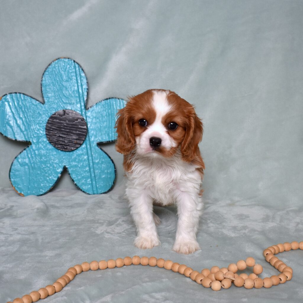 blenheim cavalier puppy