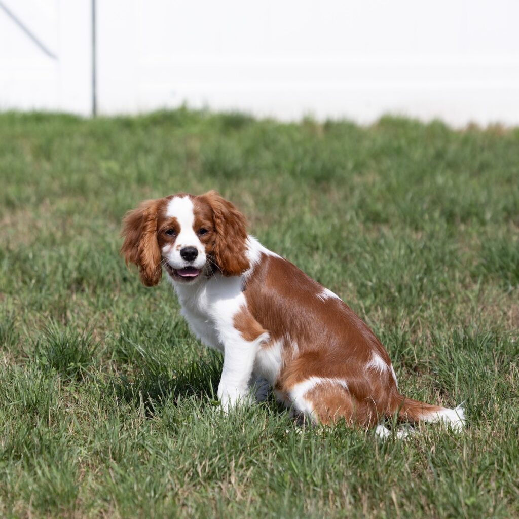 blenheim cavalier puppy