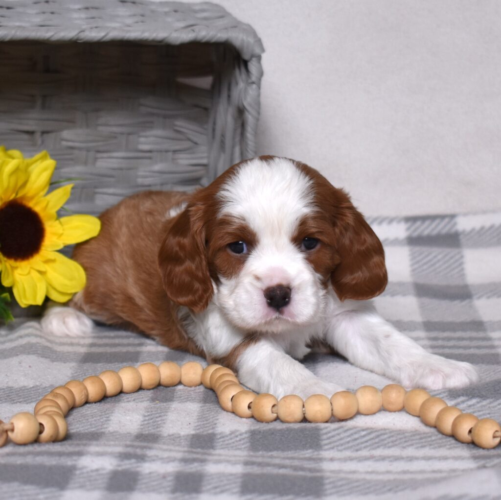 blenheim cavalier puppy for sale