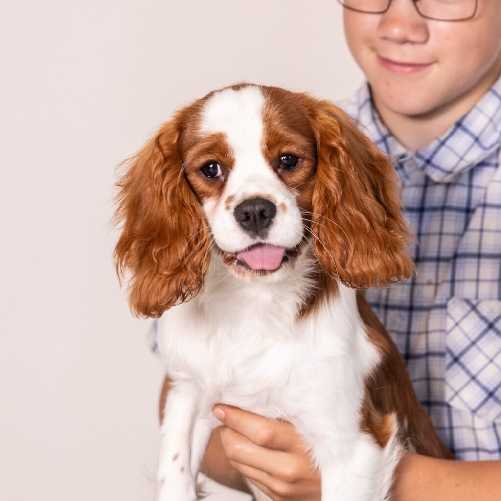 blenheim cavalier puppy for sale