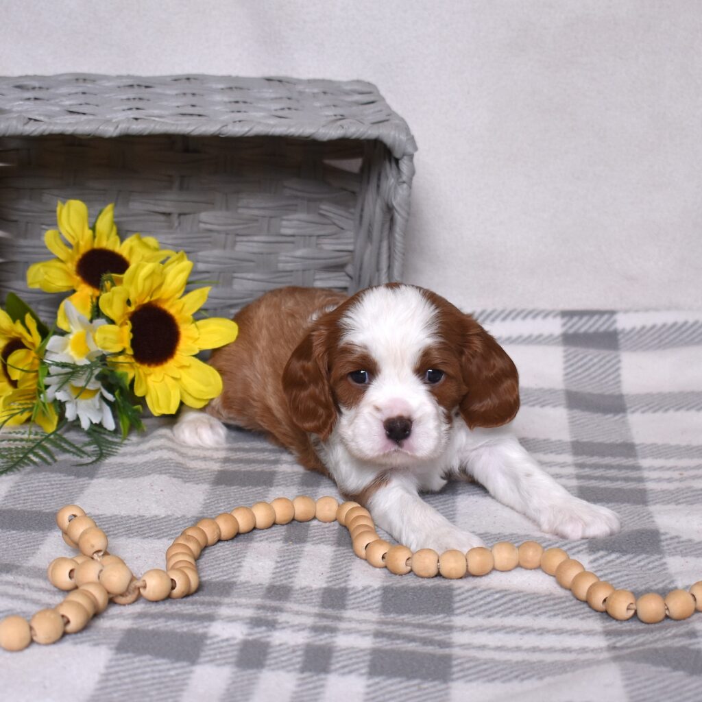 blenheim cavalier puppy for sale near me