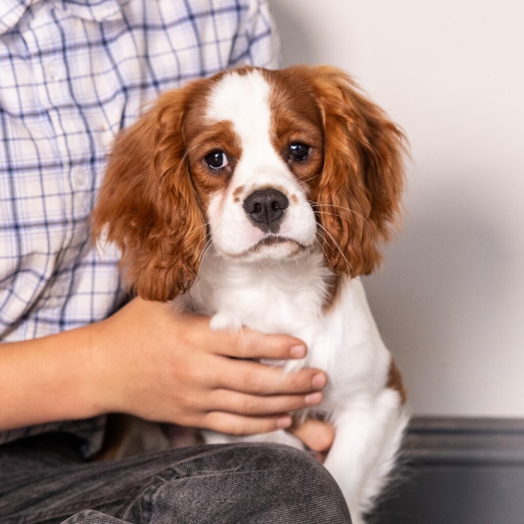 blenheim cavalier puppy for sale near me pa