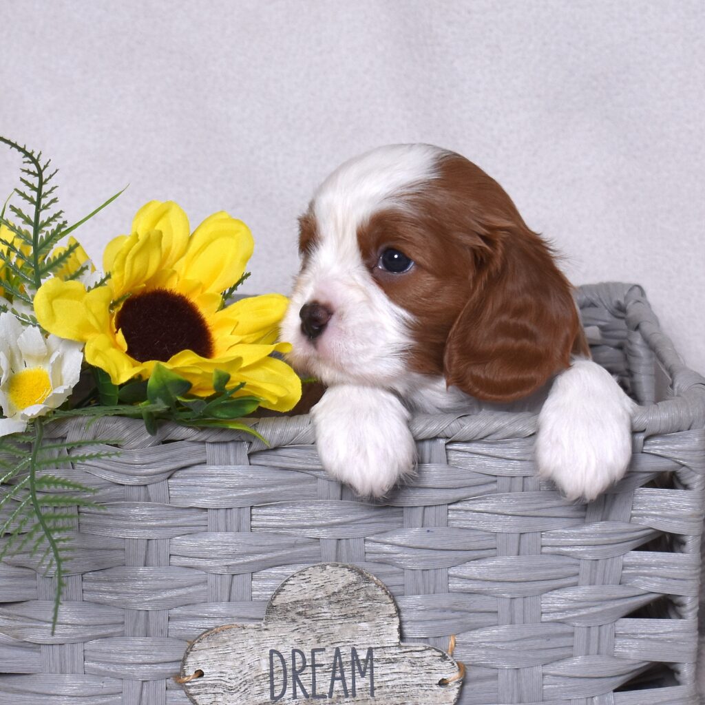 blenheim cavalier puppy in pa