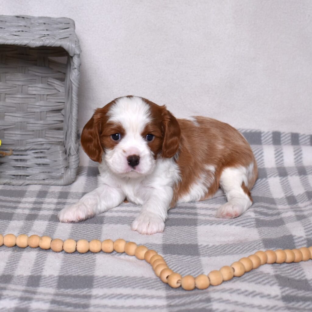 blenheim cavalier puppy lancaster pa