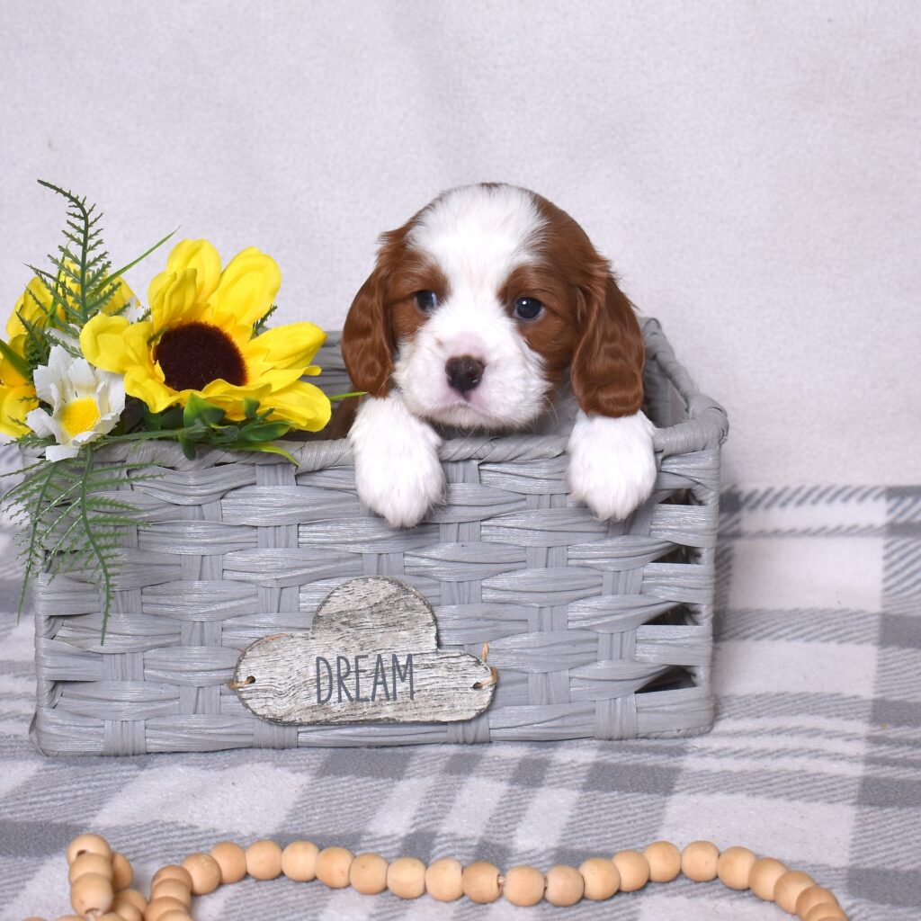 blenheim cavalier puppy near me