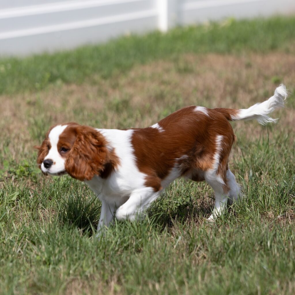 blenheim cavalier puppy near me