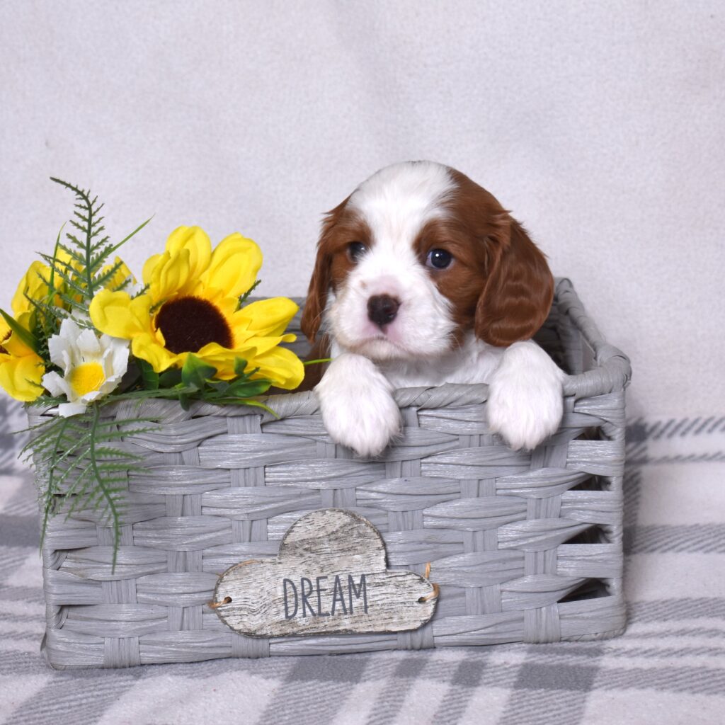 blenheim cavalier puppy pa