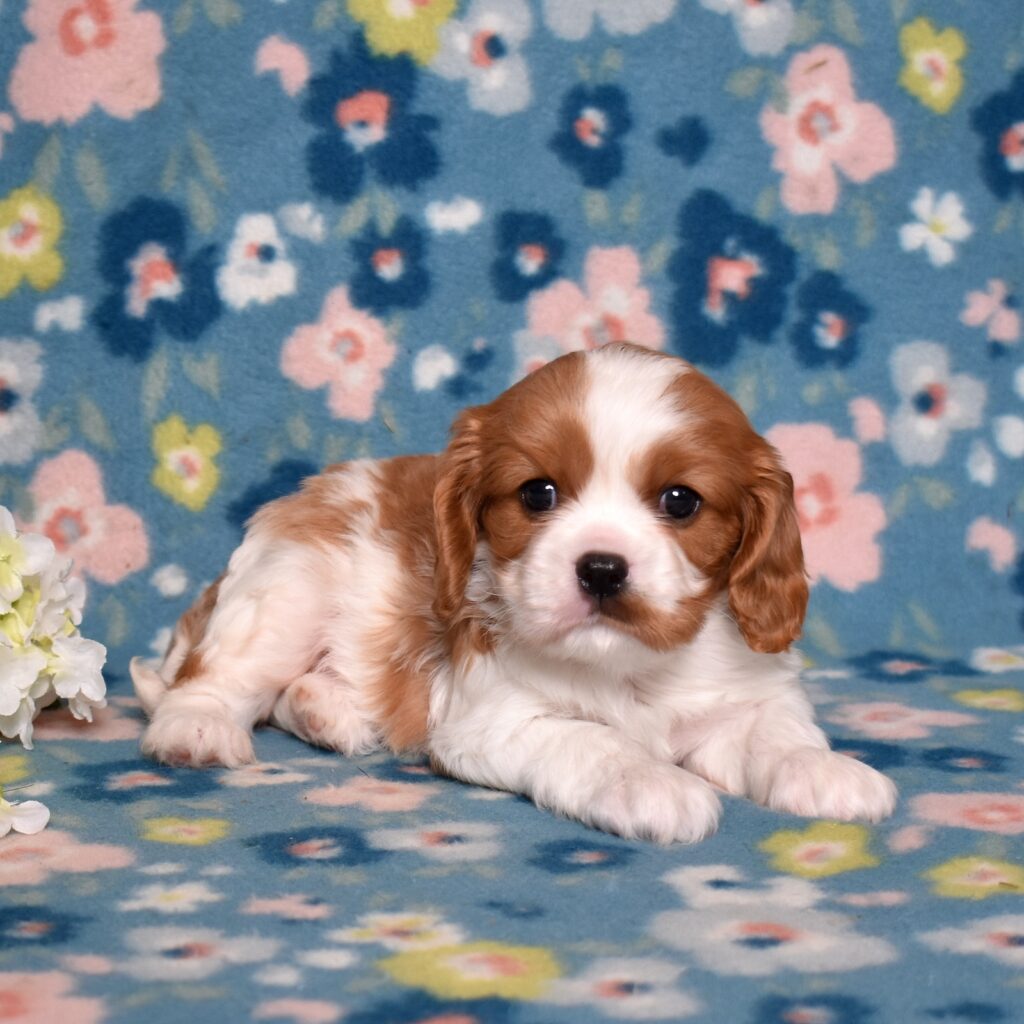 blenheim cavalier spaniel