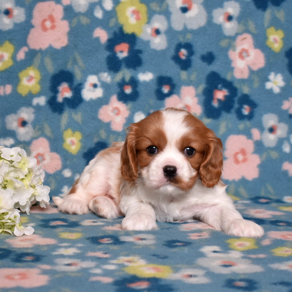 blenheim cavalier sunny for adoption