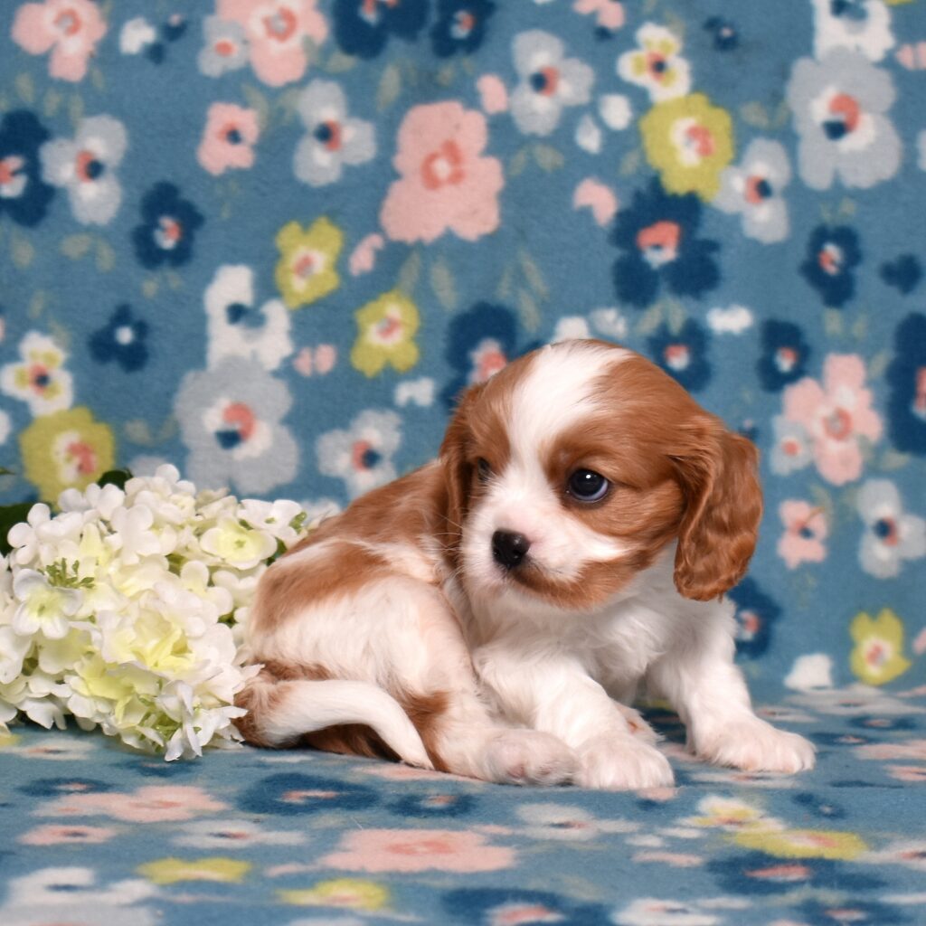 buy cavalier king charles spaniel puppies
