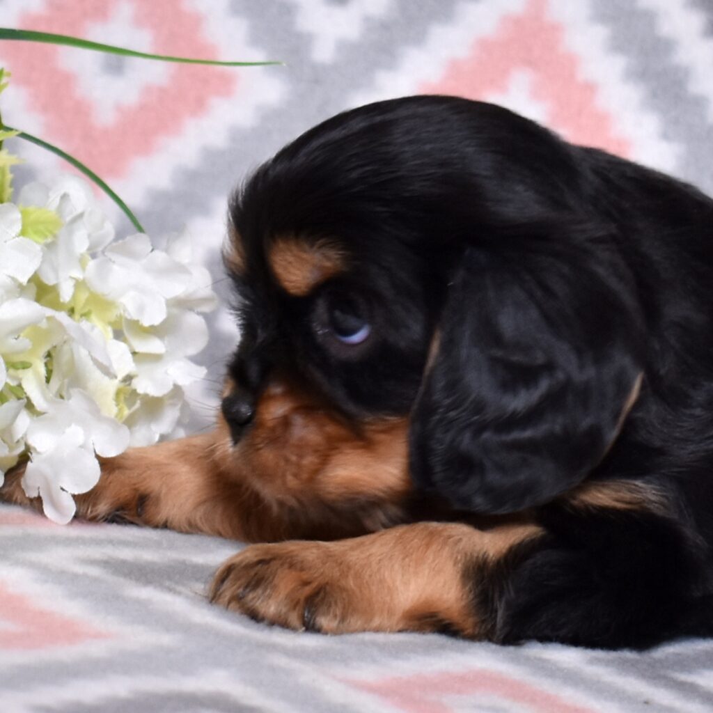 buy cavalier king charles spaniel puppies