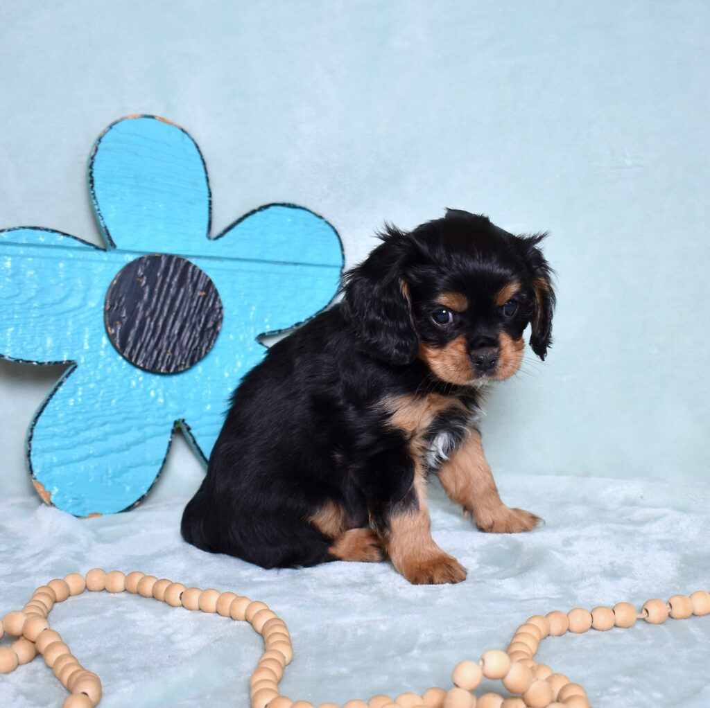 buy cavalier king charles spaniel puppies