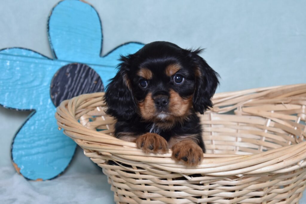 buy cavalier king charles spaniel puppies in pa