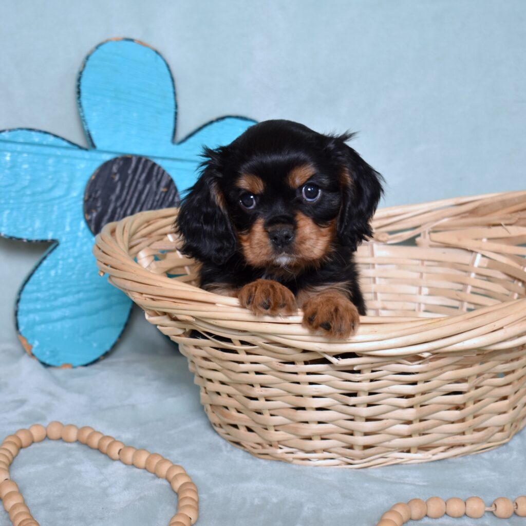 buy cavalier king charles spaniel puppies little stream puppies