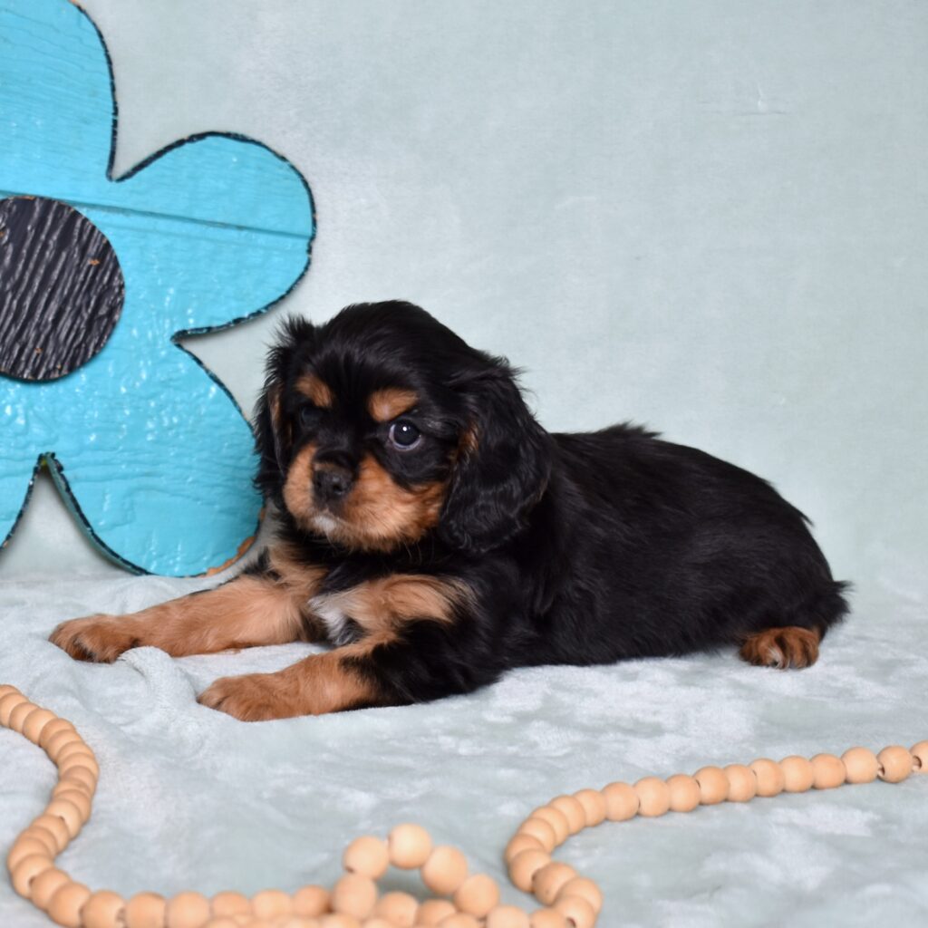 buy cavalier king charles spaniel puppies male