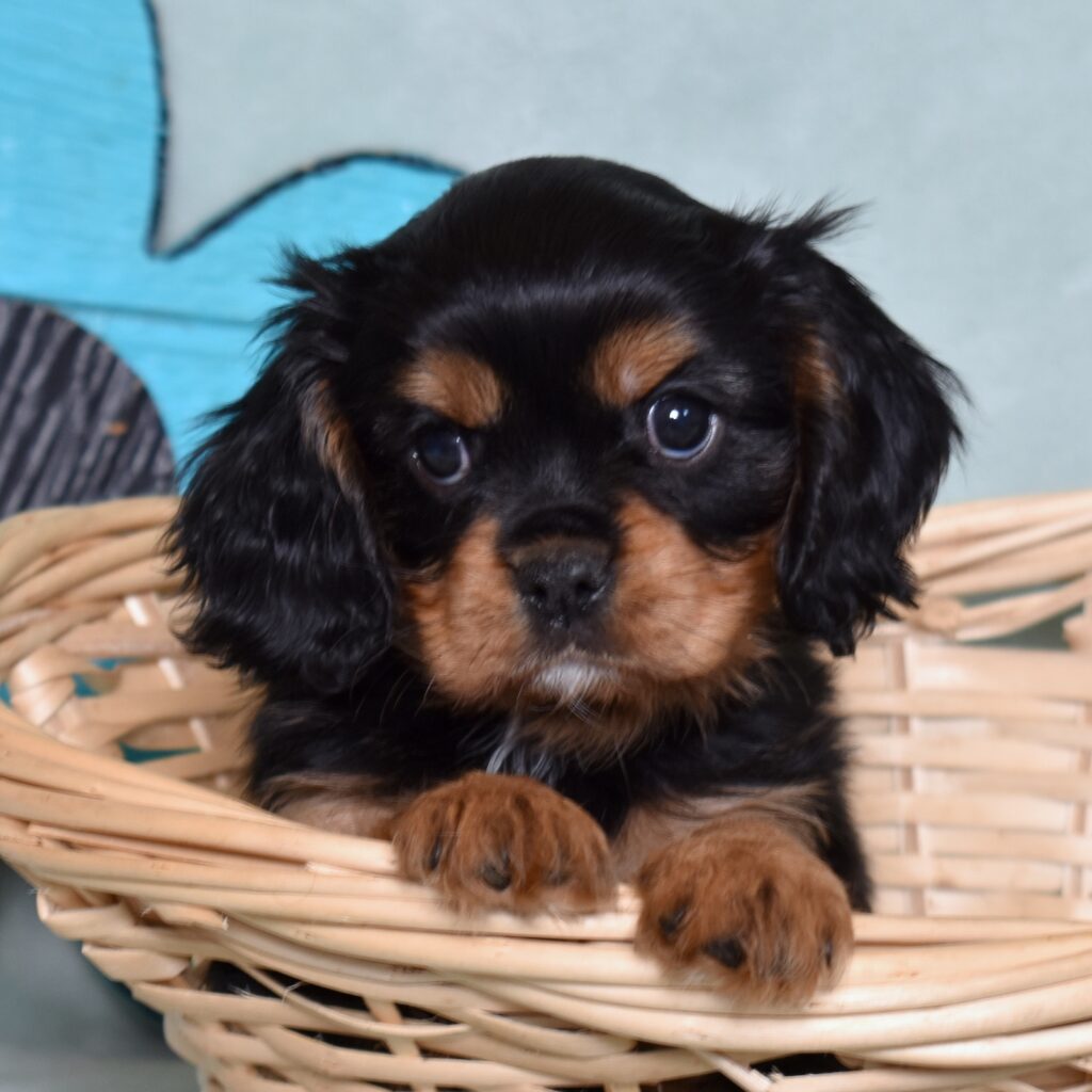 buy cavalier king charles spaniel puppies pa