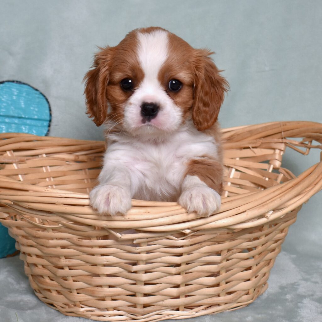 buy king charles cavalier puppy