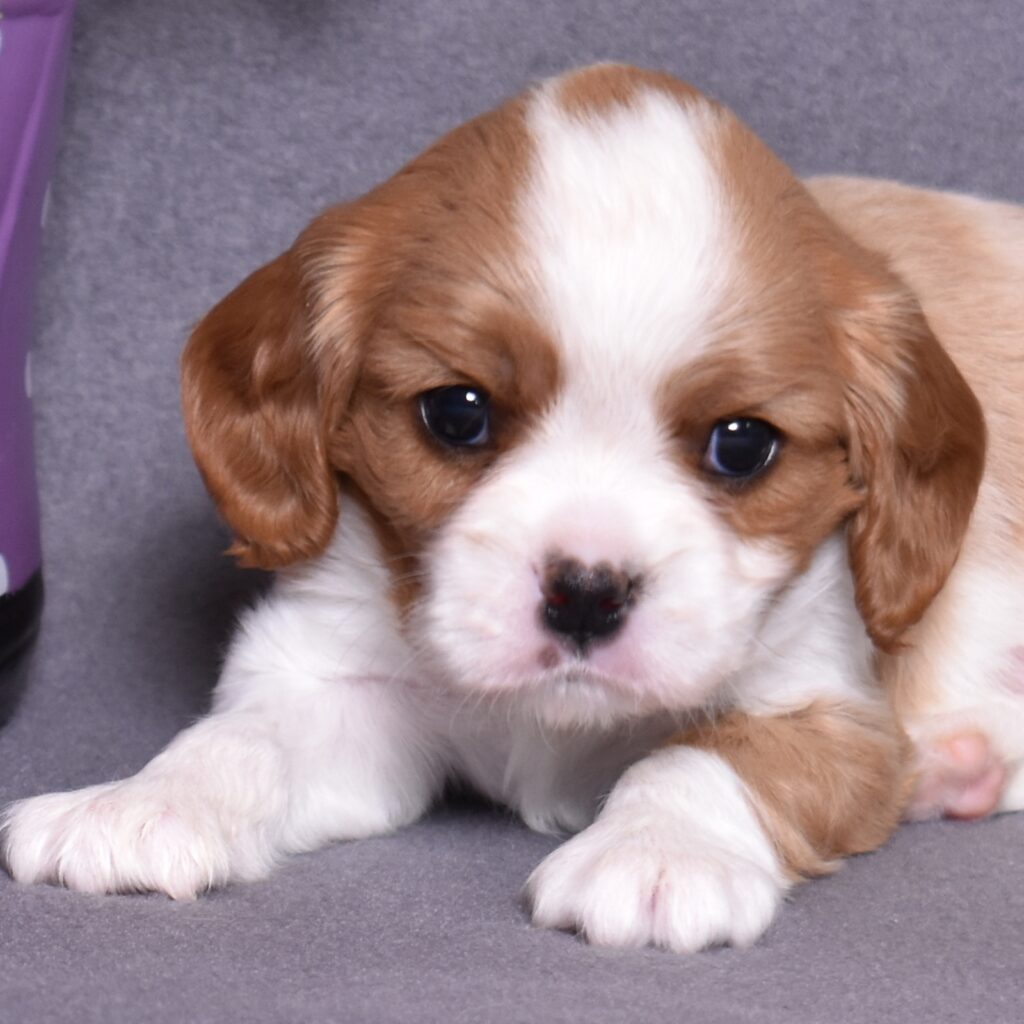 buy king charles cavalier puppy