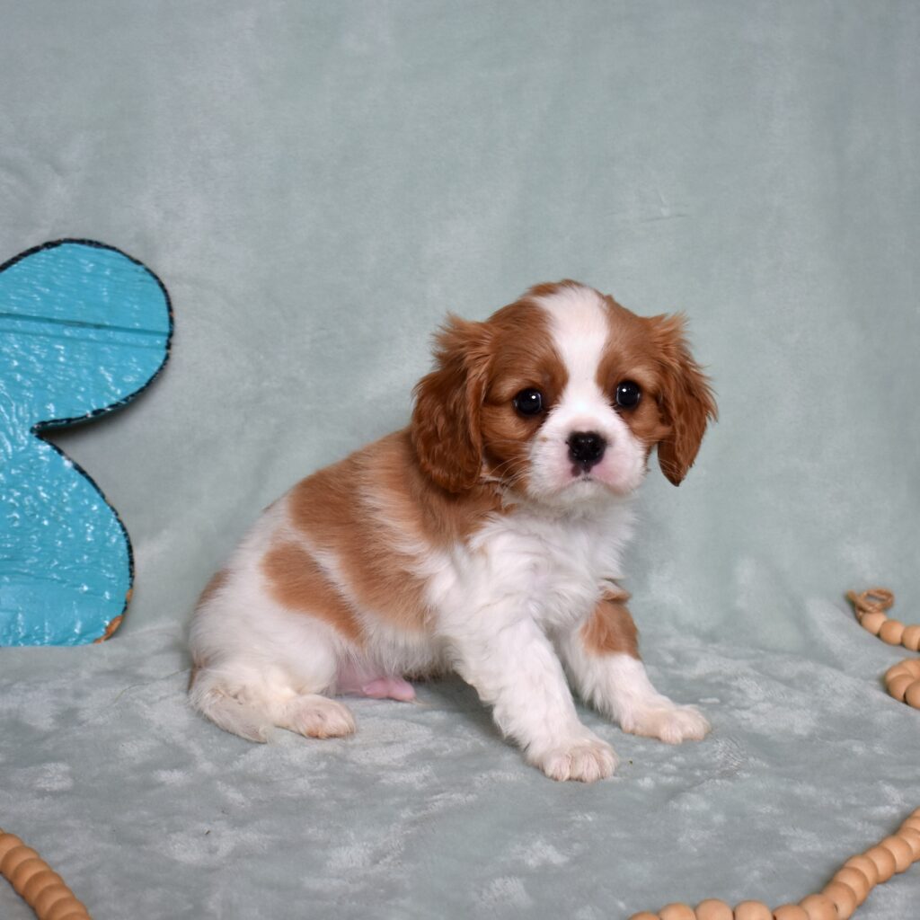buy king charles cavalier puppy for sale