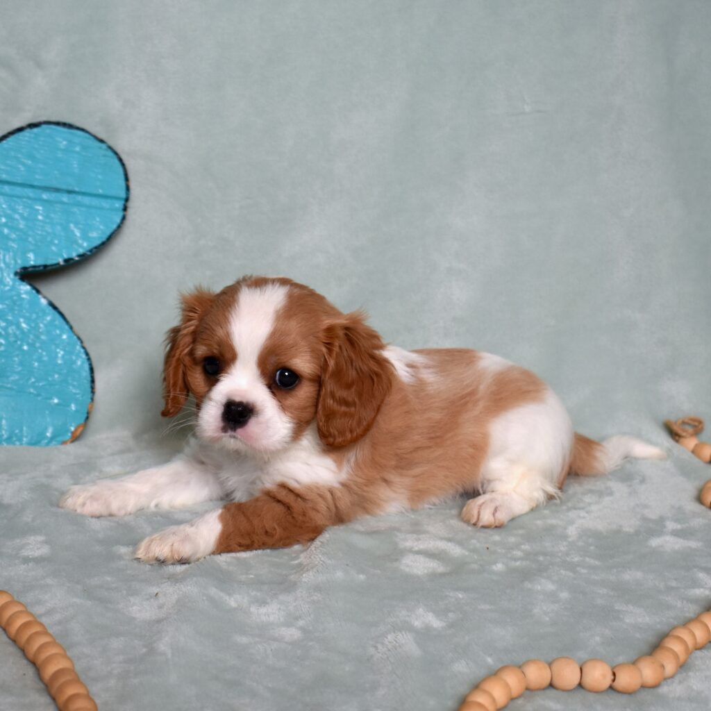 buy king charles cavalier puppy in lancaster pa