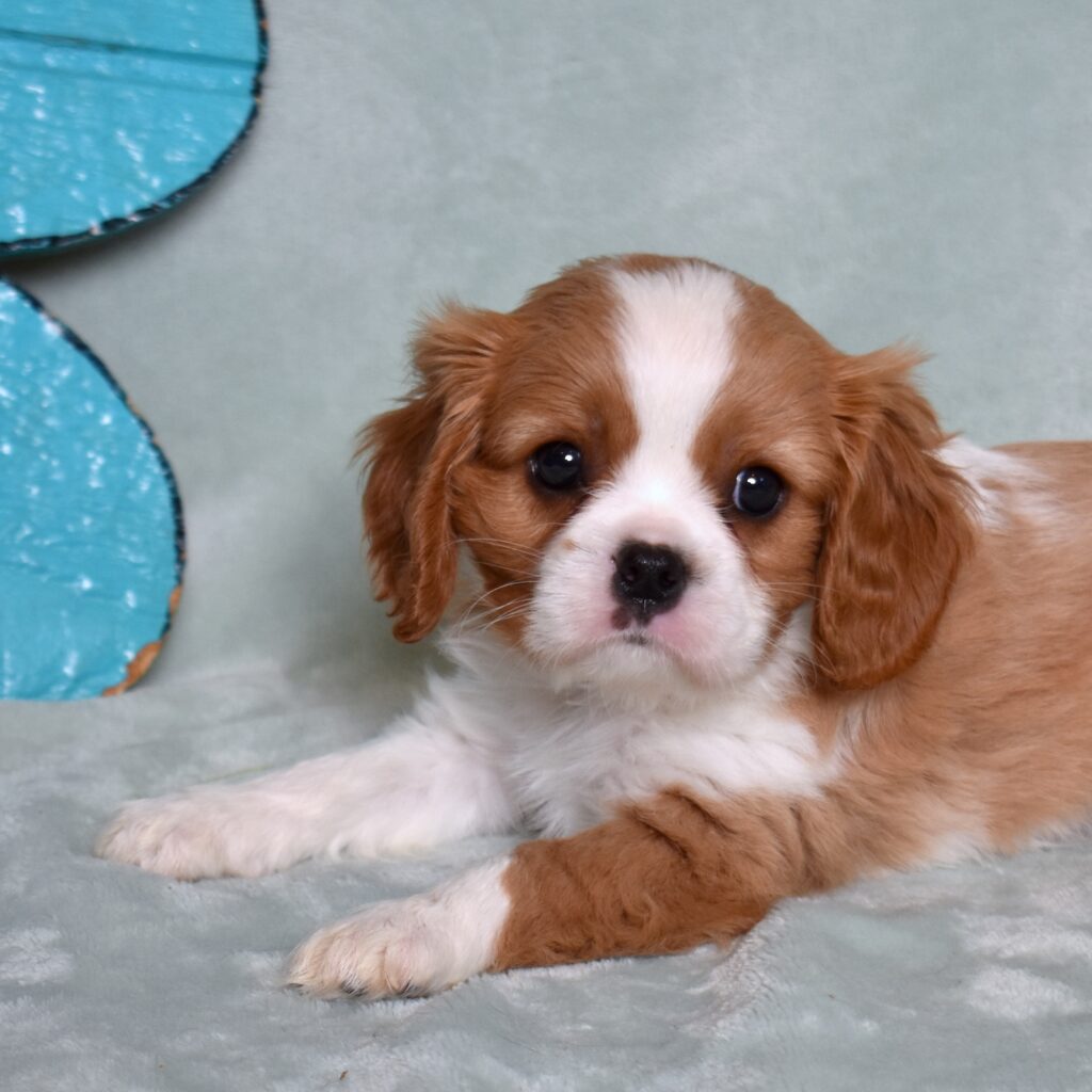 buy king charles cavalier puppy in pa
