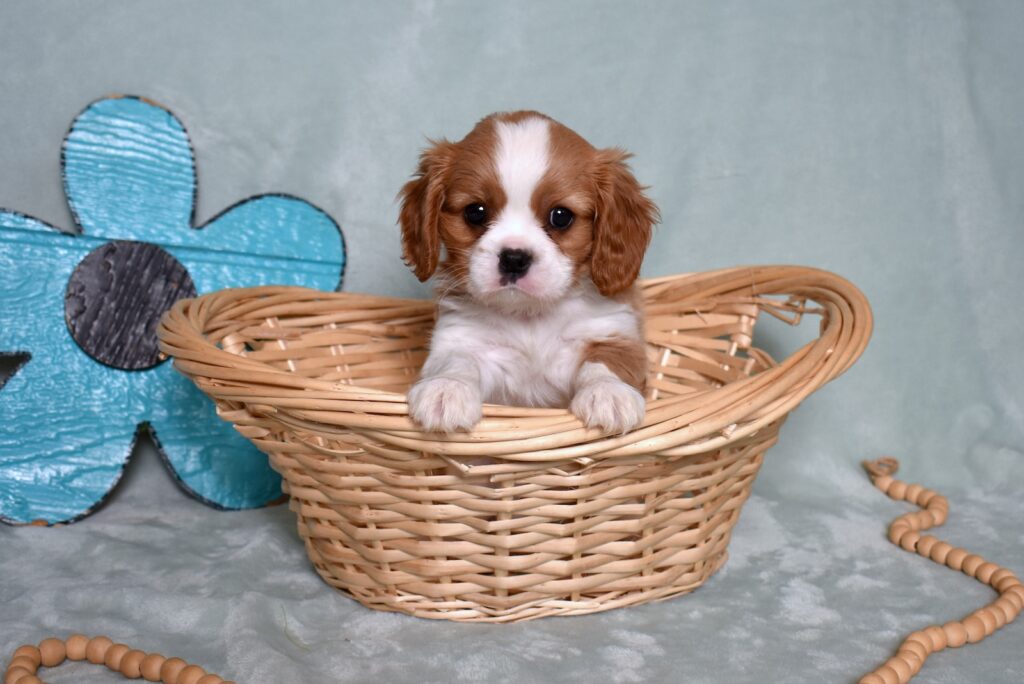 buy king charles cavalier puppy lancaster pa