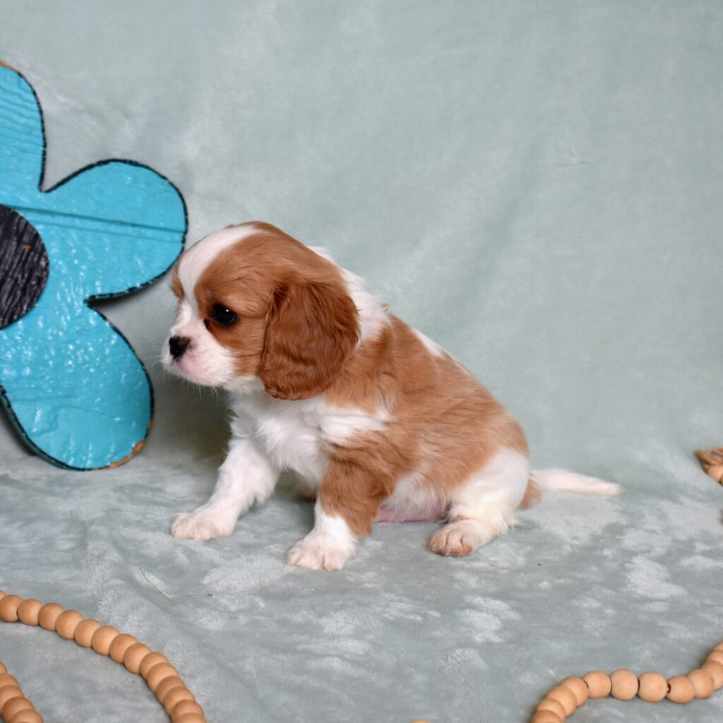 buy king charles cavalier puppy near me