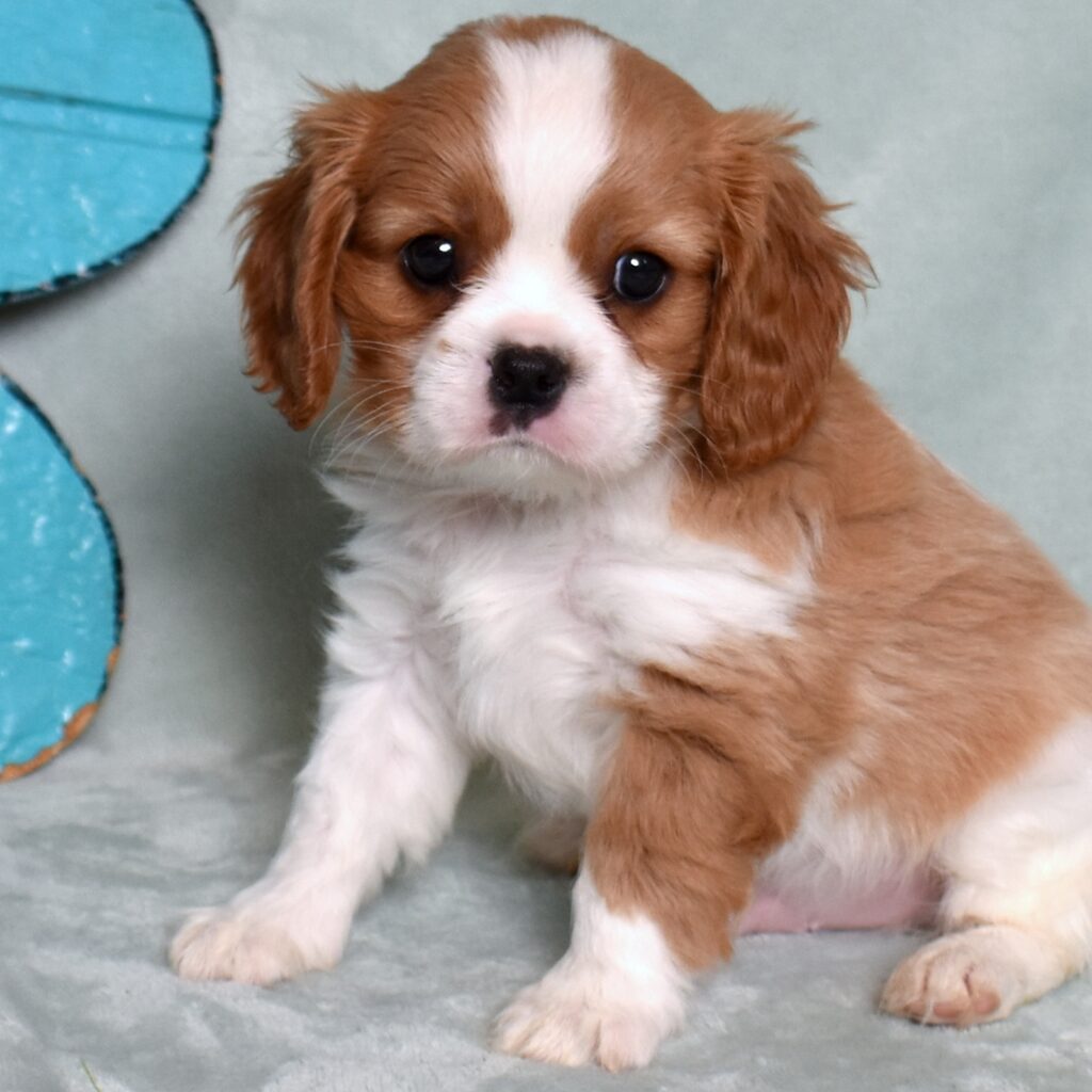 buy king charles cavalier puppy pa
