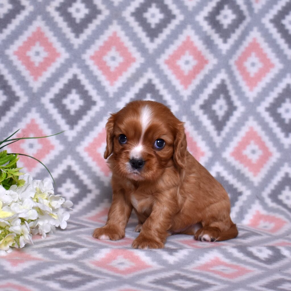 cavalier king charles cavalier puppies