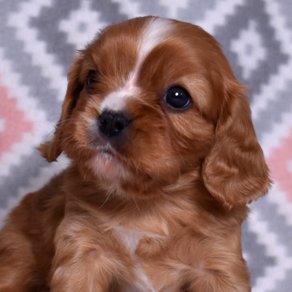 cavalier king charles puppies