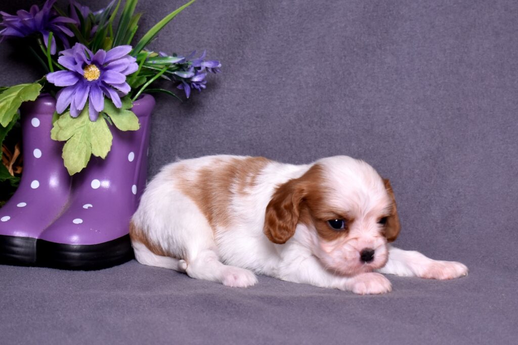cavalier king charles puppies for sale