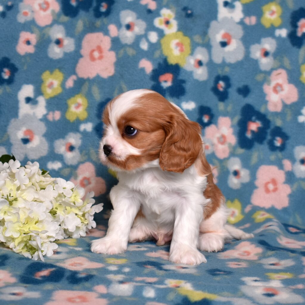 cavalier king charles puppies for sale near me