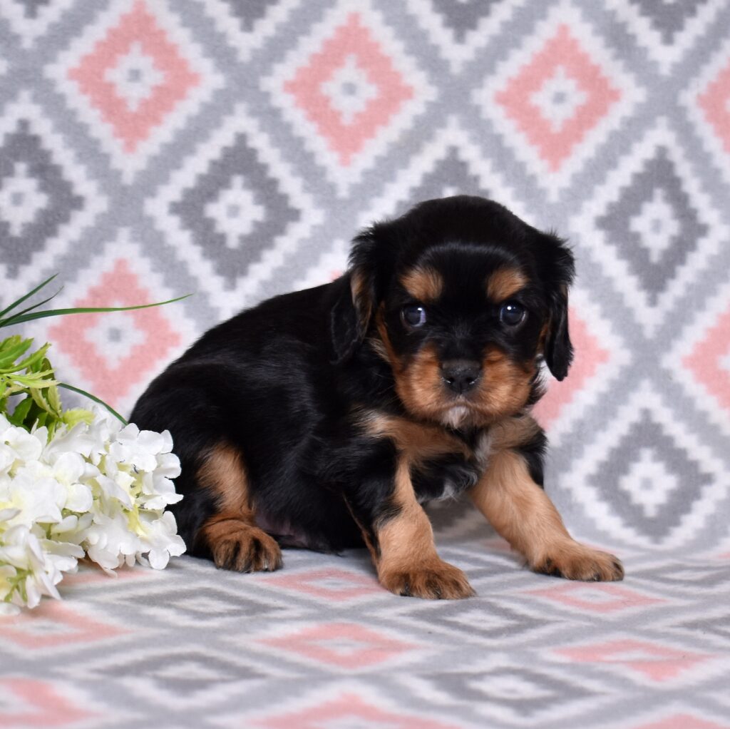 cavalier king charles puppies for sale near me