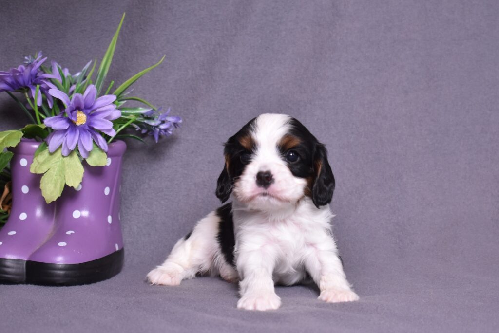 cavalier king charles puppies near me
