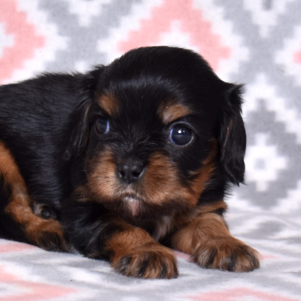 cavalier king charles puppy