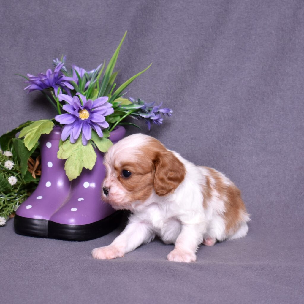 cavalier king charles puppy breeders