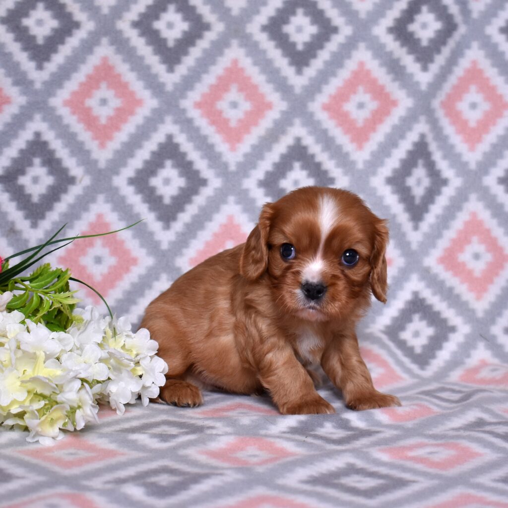cavalier king charles spaniel puppies