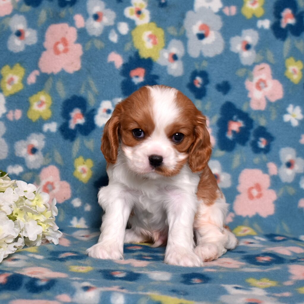 cavalier king charles spaniel puppies akc