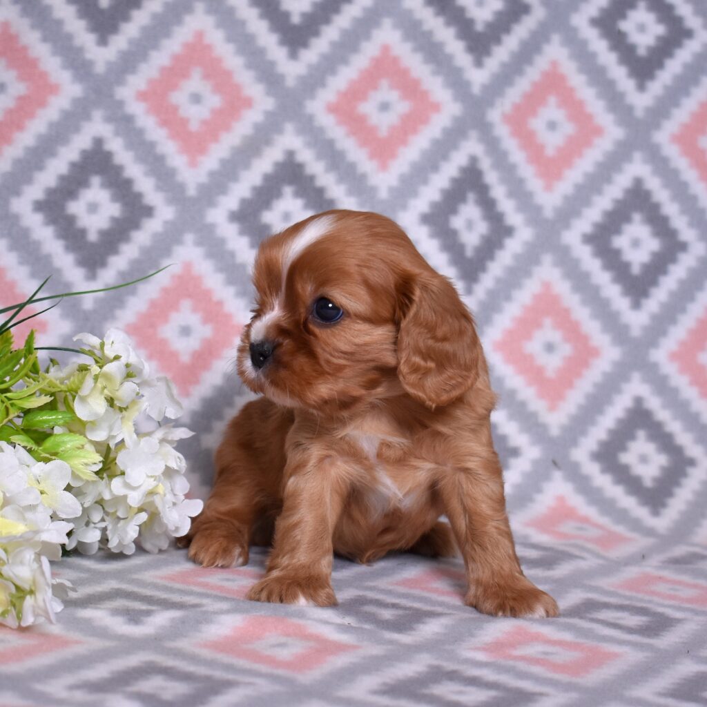 cavalier king charles spaniel puppies breeders