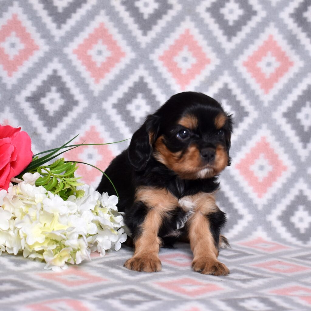 cavalier king charles spaniel puppies for adoption