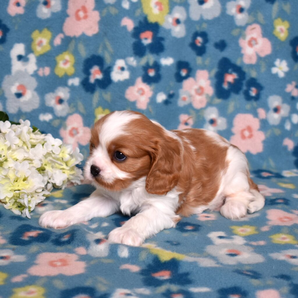 cavalier king charles spaniel puppies for adoption near me